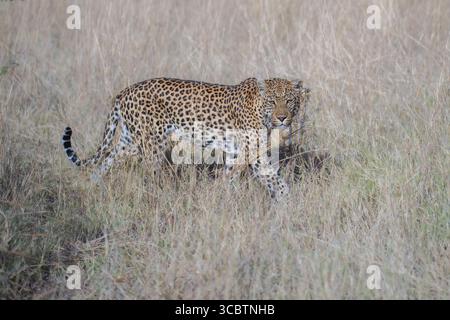 Faune africaine. Panthera Leopard, Panthera pardus, levhart, prédateur indigène Afrique, Botswana. Faune sauvage, environnement typique des sous-espèces léopards. Activé Banque D'Images