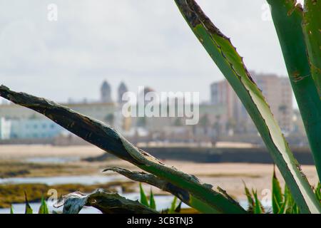 Vue dégagée de la ville à travers de grandes feuilles d'Aloe Vera de l'île à la fin de la plage de Caleta Cadix Andalousie Espagne Europe Banque D'Images