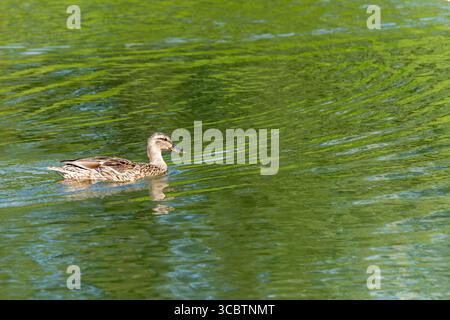 Colvert sur l'eau. Une femelle colvert nage dans l'eau verte, laissant de douces ondulations. La lumière souligne son plumage délicat. Banque D'Images