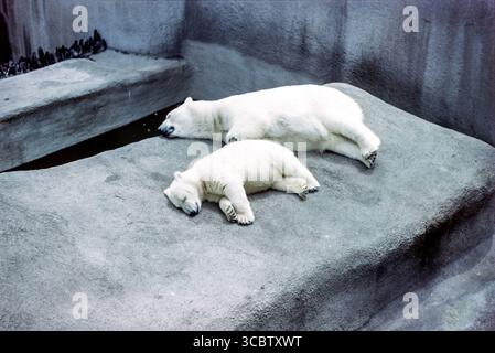 Zoo de Londres dans les années 1960 en couleur. Jeune ours blanc ourson - Ursus maritimus - Pipaluk et sa mère. Pipaluk (né le 1er décembre 1967, mort en 1990), le premier ours polaire mâle né en captivité en Grande-Bretagne, endormi sur l'enceinte historique des terrasses de Mappin Banque D'Images