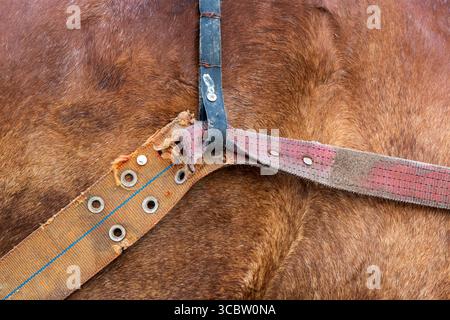 Gros plan de la circonférence en cuir sur une selle de cheval Banque D'Images