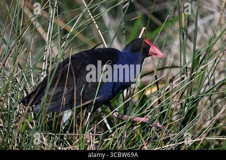 Vue latérale d'un swamphen violet grimpant parmi les roseaux verts, pendant une journée ensoleillée Banque D'Images