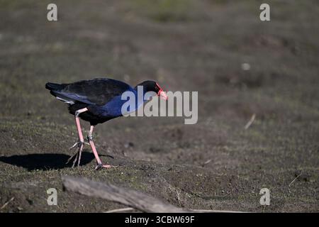Vue latérale d'un swamphen violet alors qu'il traverse une zone boueuse dans une zone humide, pendant une journée ensoleillée Banque D'Images