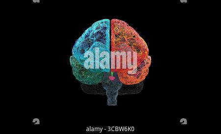 Vue de face d'un cerveau humain en treillis filaire avec chaque lobe affiché dans des couleurs distinctes et la glande pinéale mise en évidence, montrée sur un fond noir Banque D'Images