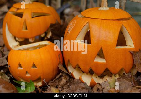 Un groupe de citrouilles d'halloween sculptées avec des visages effrayants prêts pour le concept de décoration festive des fêtes de fin d'année Banque D'Images