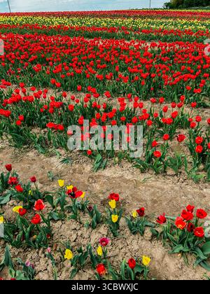 Image verticale du champ de tulipes avec des fleurs rouges et jaunes. Vue de dessus. Banque D'Images