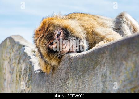 Portrait d'un singe de la population de macaques barbaresques (macaca sylvanus) à Gibraltar Banque D'Images