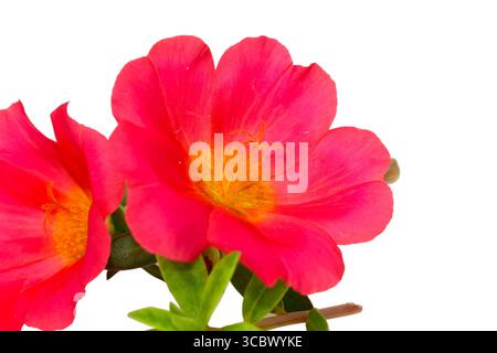 Fleur rose, fleur de purslane rose de mousse isolé sur fond blanc Banque D'Images