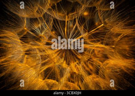 Le pissenlit macro shot Banque D'Images