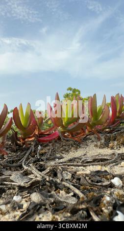 Carpobrotus acinaciformis succulent sur la côte Atlantique, Portugal Banque D'Images