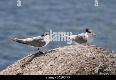 Sternes à crête inférieure sur un rocher à Encounter Bay, Australie méridionale, Australie Banque D'Images
