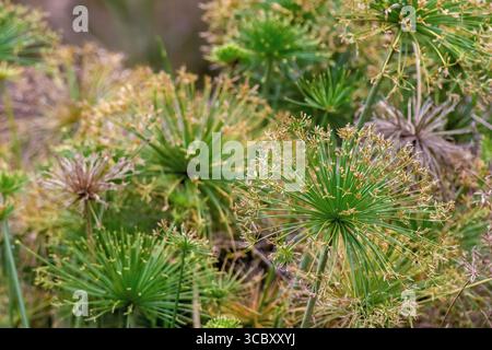 Plantes de papyrus nains poussant densément sur un lac dans un jardin dans les montagnes andines orientales du centre de la Colombie, près de la ville de Villa de Leyva. Banque D'Images
