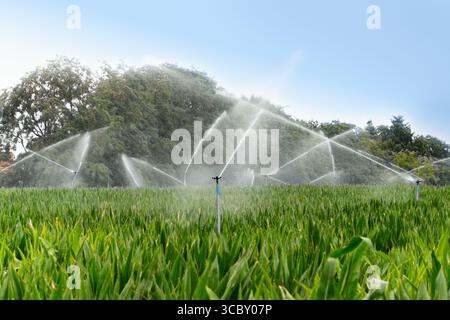 Irrigation des champs de maïs avec arroseurs en été. Banque D'Images