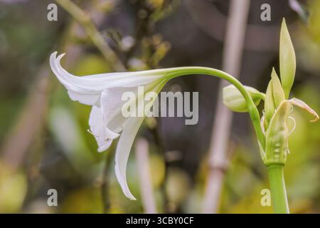 Vue latérale d'une fleur de lis de la Vierge illuminée par la lumière du matin dans un jardin dans les montagnes andines orientales du centre de la Colombie Banque D'Images