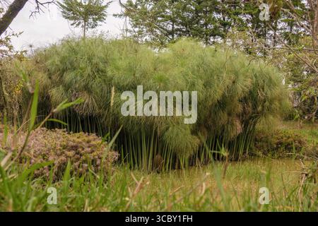 Une variété de papyrus poussant sur un lac dans un jardin dans les montagnes andines orientales du centre de la Colombie, près de la ville de Villa de Leyva. Banque D'Images