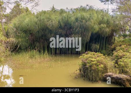 Une variété de papyrus poussant sur un lac dans un jardin dans les montagnes andines orientales du centre de la Colombie, près de la ville de Villa de Leyva. Banque D'Images