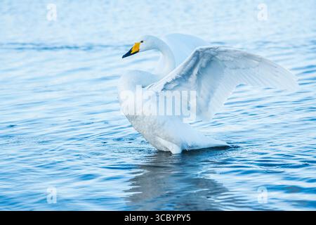 Un cygne Whooper s'élevant de l'eau et déployant ses ailes sur le lac Kussharo à Hokkaido , Japon Banque D'Images