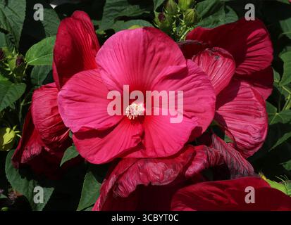 Hibiscus Hardy, mauve rose des marais, mauve rose des marais, mauve rose cramoisie, ou Rosemallow de l'est, Hibiscus moscheutos 'Southern belle' Banque D'Images