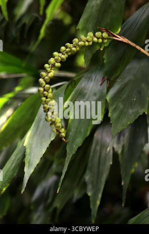 Fruit du palmier caudé Wallich ou palmier à sucre miniature, Arenga caudata, Arecaceae. Chine (Guangxi) à l'Indochine et à la péninsule du N. Malaisie, Asie. Banque D'Images
