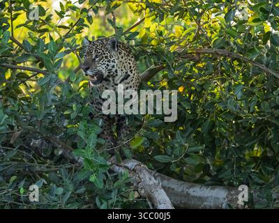 Jaguar (Panthera ONCA) dans le Pantanal brésilien Banque D'Images
