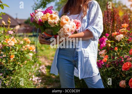 Femme tenant seau plein de roses fraîches cueillies dans le jardin d'été. Cultivateur de fleurs cultivant des roses anglaises pour bouquets Banque D'Images
