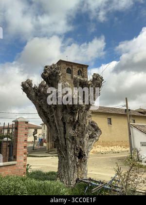 Clocher de l'église Santo Tomas à Moratinos, Palencia, derrière un grand arbre taillé Banque D'Images