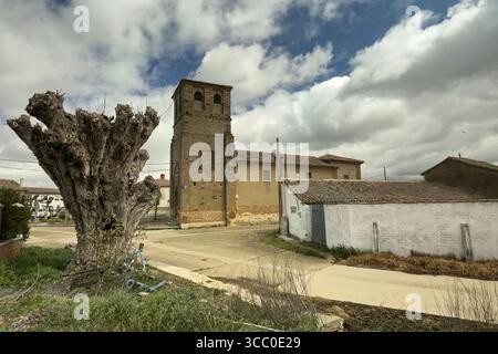 Clocher de l'église Santo Tomas à Moratinos, Palencia, derrière un grand arbre taillé Banque D'Images