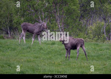 Groupe d'orignaux pâturant sur des pâturages naturels sur l'île d'Andoya des Lofoten en Norvège Banque D'Images