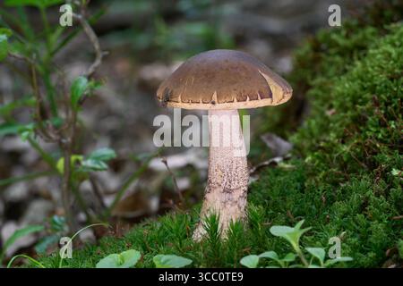 Champignon Leccinum pseudoscabrum dans la mousse. Connu sous le nom de Hazel Bolete. Champignons comestibles dans la forêt de Hornbeam. Banque D'Images