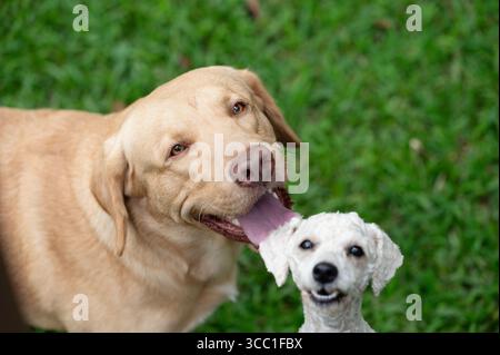 Deux chiens apprécient la compagnie de l'autre dans un parc verdoyant luxuriant, haletant joyeusement sous le soleil chaud de l'après-midi. Banque D'Images