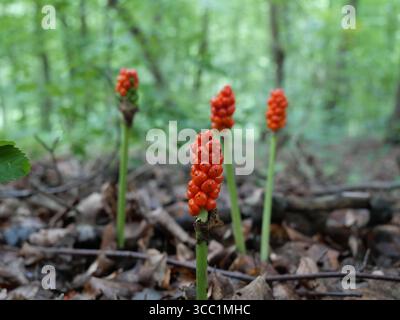 Usine d'Arum avec des baies rouges sur le sol forestier. Arum rouge dans la forêt. Plante sauvage toxique avec des baies frappantes. Idéal pour la nature et la botanique. Banque D'Images