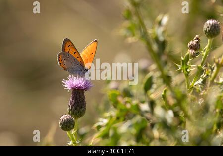 Grand papillon en cuivre - Lycaena dispar (probablement ssp. rutilus) Banque D'Images
