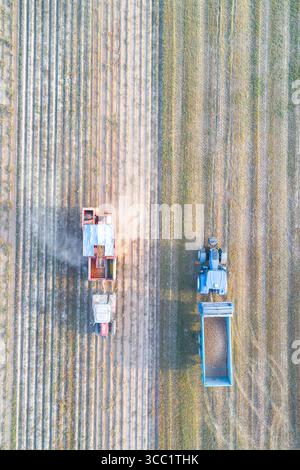Deux tracteurs travaillant sur des rangées parallèles pour ramasser la récolte de pommes de terre. Un travail agricole parallèle Banque D'Images