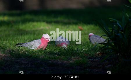 Vue de côté d'un galah debout dans une parcelle ensoleillée d'herbe tout en tenant quelque chose dans son bec, tandis que deux autres galahs cherchent de la nourriture en arrière-plan Banque D'Images