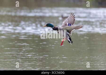 Colvert [ Anas platyrhynchos ] oiseau mâle peu après avoir décollé du lac Banque D'Images