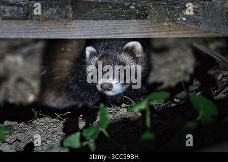 Le polecat européen (Mustela putorius) quitte son antre après le crépuscule. Nature de la république tchèque. Banque D'Images