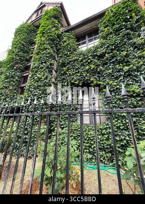 Façade de maison couverte de lierre derrière une clôture en fer forgé noir, fenêtres vintage encadrées par des feuilles vertes luxuriantes. Banque D'Images