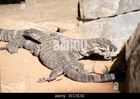 Le lézard en dentelle a un gris acier foncé au-dessus avec des bandes jaune pâle ou crème ou des rangées de taches. Le dessous est crème Banque D'Images
