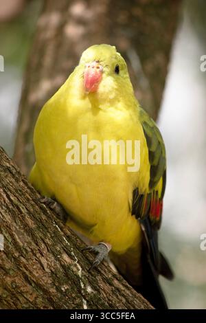 Le perroquet Régent mâle a une apparence jaune générale avec la queue et les bords extérieurs des ailes étant bleu foncé-noir. Banque D'Images