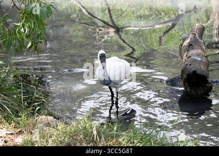 Le spoonbill royal est un grand oiseau de mer blanc avec un bec noir qui ressemble à une cuillère. Le spoonbill royal a des sourcils jaunes et des jambes noires Banque D'Images