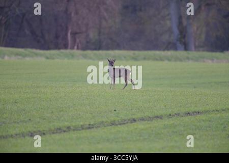 Cerf Roe mâle solitaire dans un champ, comté de Durham, Angleterre, Royaume-Uni. Banque D'Images