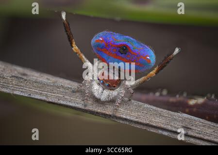 Une araignée paon dansante (Maratus gemmifer). Monter un spectacle pour attirer l'araignée femelle. Banque D'Images