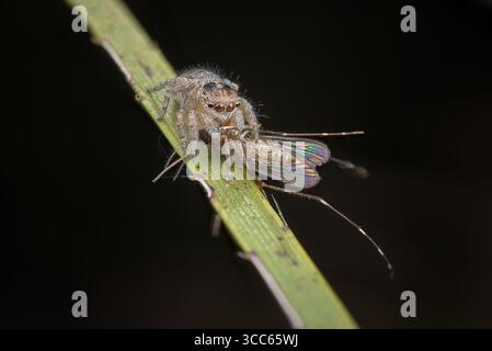 Araignée paon femelle (Maratus gemmifer) avec un insecte qu'elle avait capturé. Banque D'Images