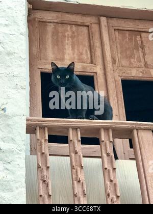 chat noir incliné hors de la fenêtre avec garde-corps en bois Banque D'Images