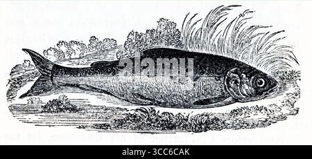 Illustration détaillée en noir et blanc d'une truite Skegger, représentée latéralement avec des lignes nettes soulignant ses écailles, ses ailettes et sa forme arrondie. Derrière elle, un paysage légèrement esquissé se déploie – berges herbeuses, plantes feuillues et collines lointaines – évoquant l’habitat naturel de la truite fluviale. Bien que statique et scientifique dans le style, la composition fait allusion au contexte écologique et à la vitalité tranquille. D'après une sélection de gravures imprimées sur cuivre et sur bois publiées par Henry Kent Causton en 1851 dans le cadre du livre d'Izaak Walton et Charles Cotton, The Compleat Angler. Banque D'Images