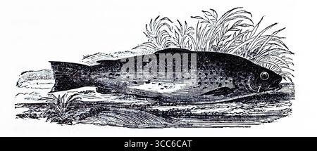 Une illustration finement détaillée d'une truite, représentée reposant sur un lit texturé plutôt que nageant. Son corps moucheté, sa forme profilée et ses ailettes distinctes sont rendus avec précision anatomique. Des plantes aquatiques s'élèvent derrière, suggérant un habitat naturel. Bien que statique, la composition évoque la niche écologique et la vitalité tranquille de la truite. D'après une sélection de gravures imprimées sur cuivre et sur bois publiées par Henry Kent Causton en 1851 dans le cadre du livre d'Izaak Walton et Charles Cotton, The Compleat Angler. Banque D'Images