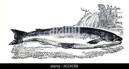 Le long corps profilé, les petites écailles, la queue fourchue et la mâchoire inférieure légèrement accrochée sont caractéristiques. La cascade en arrière-plan correspond également à la migration de frai bien connue du saumon en amont. D'après une sélection de gravures imprimées sur cuivre et sur bois publiées par Henry Kent Causton en 1851 dans le cadre du livre d'Izaak Walton et Charles Cotton, The Compleat Angler. Banque D'Images