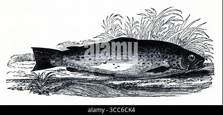 Illustration détaillée d'une truite, représentée avec un corps profilé, des flancs tachetés et une surface dorsale sombre. Le poisson se trouve au milieu de l'herbe et de la flore des berges, évoquant les ruisseaux de craie et les rivières des hautes terres du sud de l'Angleterre. Sa représentation rappelle des estampes de pêche du XIXe siècle et la vénération écologique du Compleat Angler de Walton. D'après une sélection de gravures imprimées sur cuivre et sur bois publiées par Henry Kent Causton en 1851 dans le cadre du livre d'Izaak Walton et Charles Cotton, The Compleat Angler. Banque D'Images