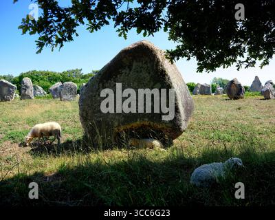 Gros plan de la célèbre pierre debout avec des moutons à désherber à Carnac est une commune au bord du Golfe du Morbihan sur la côte sud de la Bretagne dans le Morbihan Banque D'Images