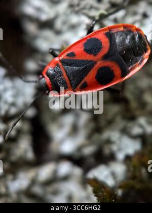 Un gros plan d'une bug rouge. Macrophotographie animalière Banque D'Images